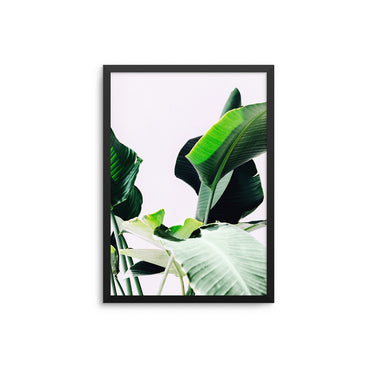 Bird Of Paradise Palm - D'Luxe Prints