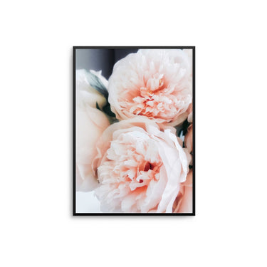 Blush Peonies II - D'Luxe Prints