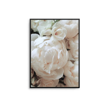 Cream Peonies - D'Luxe Prints