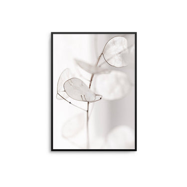 Dried Lunaria - D'Luxe Prints