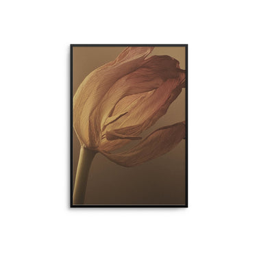 Dry Daffodil - D'Luxe Prints