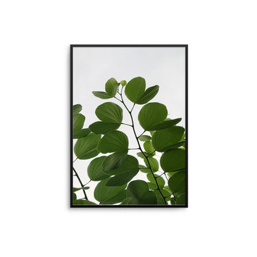 Eucalyptus II - D'Luxe Prints