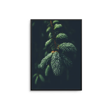 Fir Branch - D'Luxe Prints
