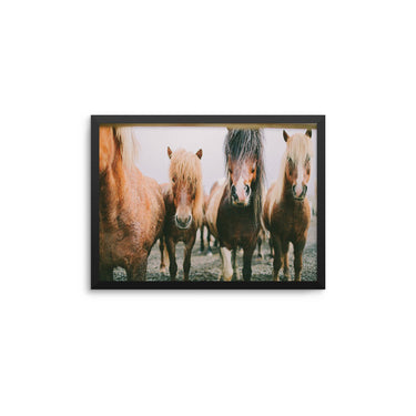 Icelandic Horses - D'Luxe Prints