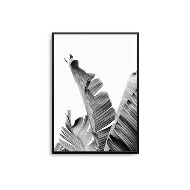 Mono Banana Leaves - D'Luxe Prints