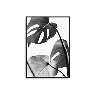 Mono Monstera - D'Luxe Prints