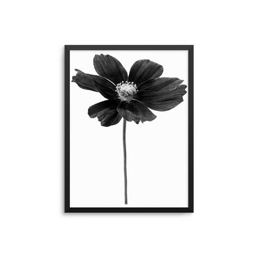 Monochrome Flower - D'Luxe Prints