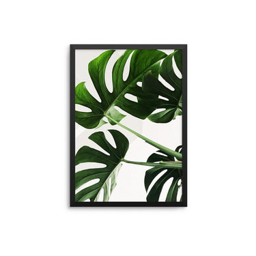 Monstera Plant - D'Luxe Prints