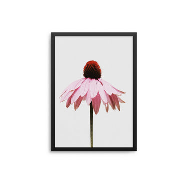 Pink Daisy - D'Luxe Prints