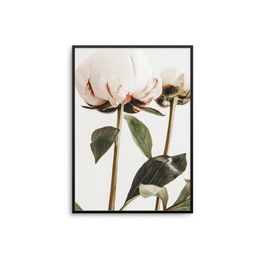 Ranunculus Flower Duo I - D'Luxe Prints