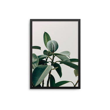 Rubber Plant - D'Luxe Prints