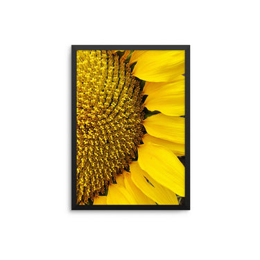 Sunflower Upclose - D'Luxe Prints