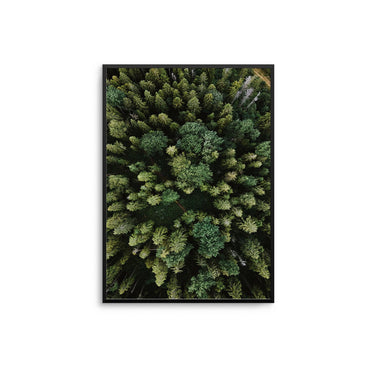 Tree Tops - D'Luxe Prints