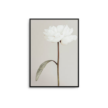 White Flower - D'Luxe Prints