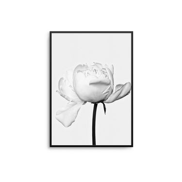 White Peony - D'Luxe Prints