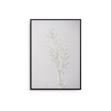 White Petals - D'Luxe Prints