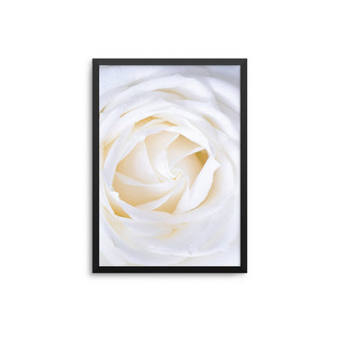 White Rose Close Up - D'Luxe Prints