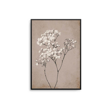 Baby's Breath Plant III Poster