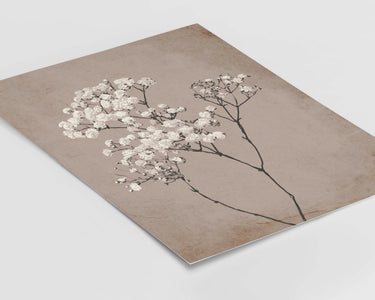Baby's Breath Plant III Print