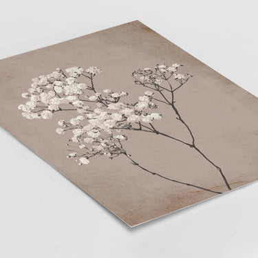 Baby's Breath Plant III Poster