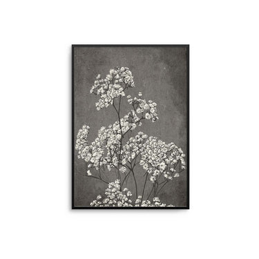 Baby's Breath Plant II Poster