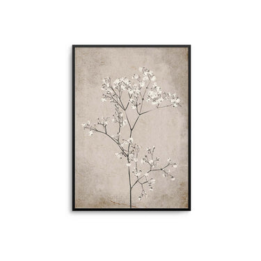 Baby's Breath Plant Poster