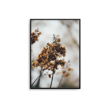 Autumnal Reeds - D'Luxe Prints