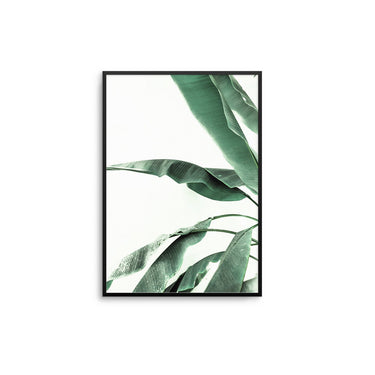 Banana Leaves - D'Luxe Prints