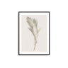 Beige Feather II - D'Luxe Prints