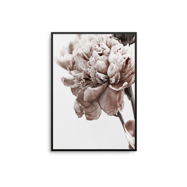 Beige Pink Ranunculus Flower - D'Luxe Prints