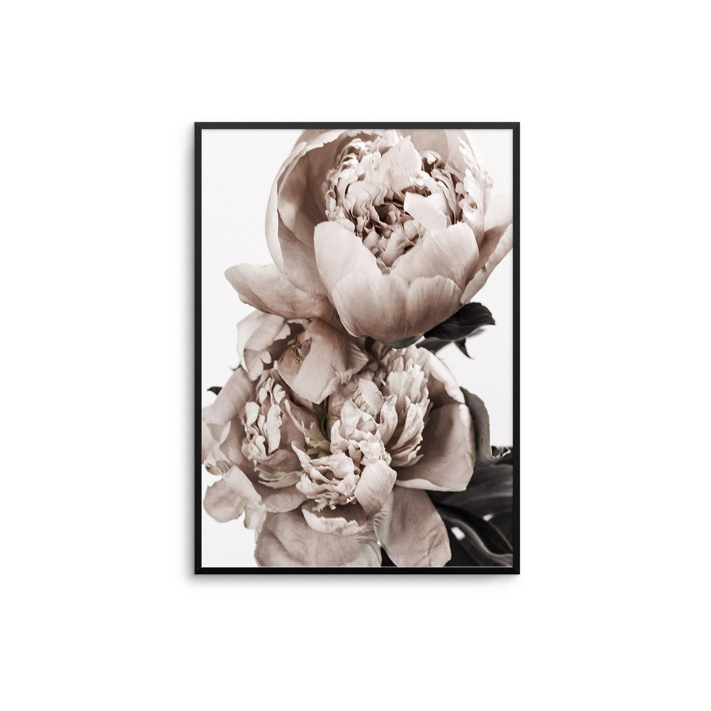 Beige Pink Ranunculus Flowers II - D'Luxe Prints