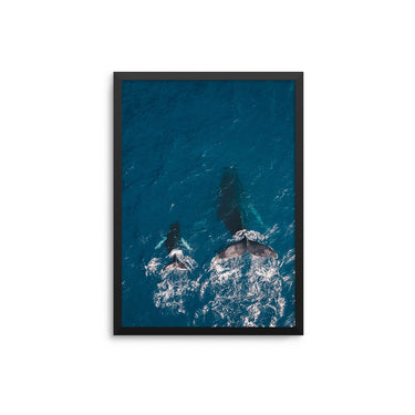 Blue Whales - D'Luxe Prints