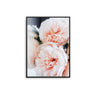 Blush Peonies II - D'Luxe Prints