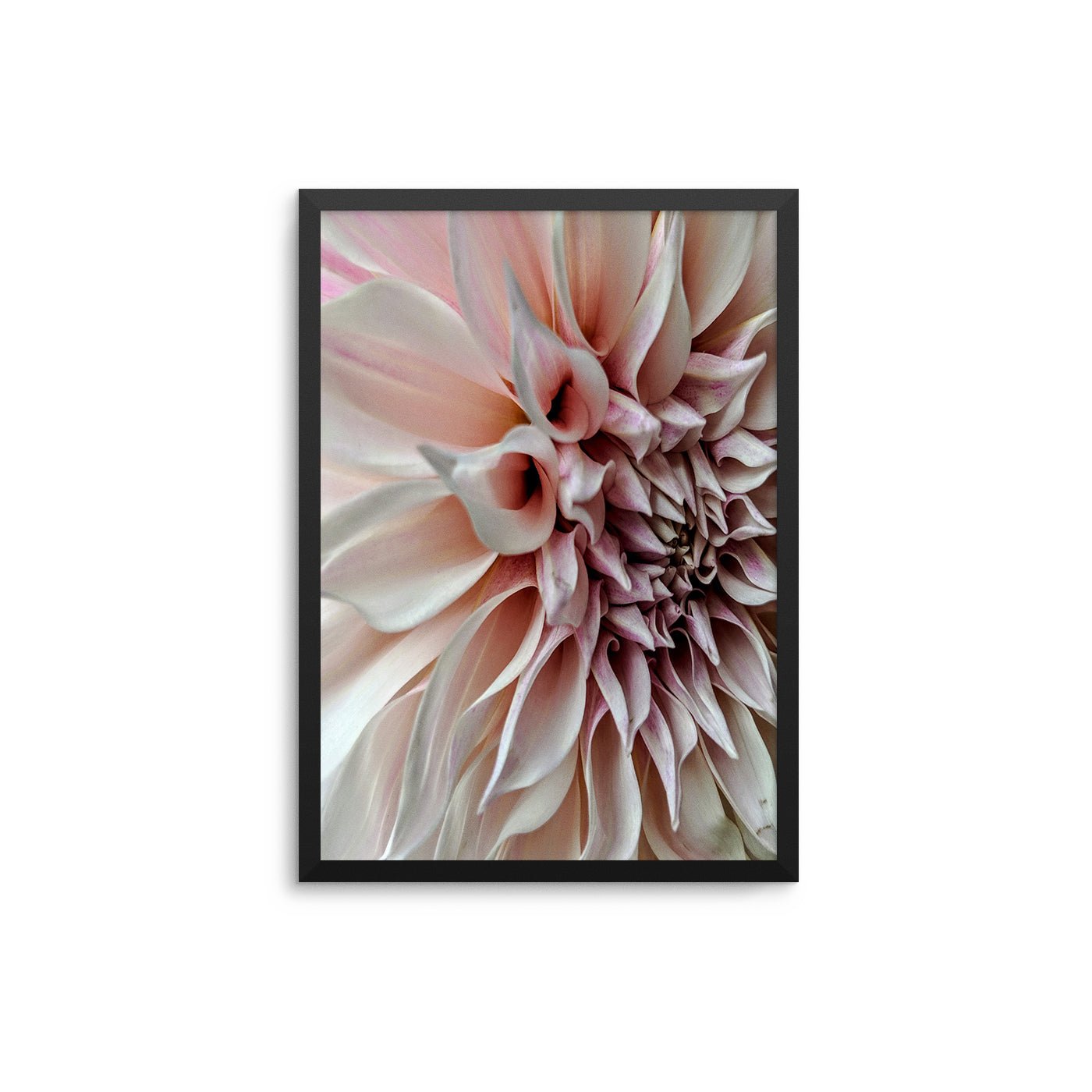 Blush Petal Flower - D'Luxe Prints