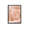 Blush Pink Flower Close Up - D'Luxe Prints