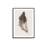 Brown and Beige Feather II - D'Luxe Prints