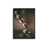Budding Cotton I - D'Luxe Prints