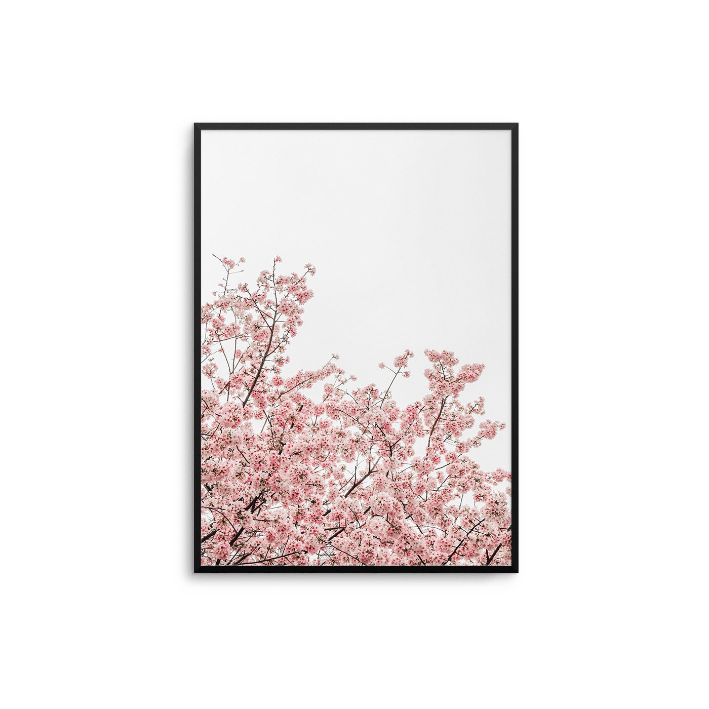 Cherry Blossom - D'Luxe Prints