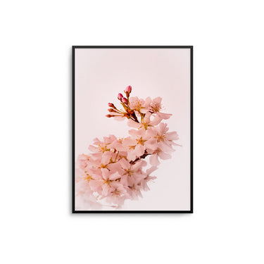 Cherry Blossom II - D'Luxe Prints