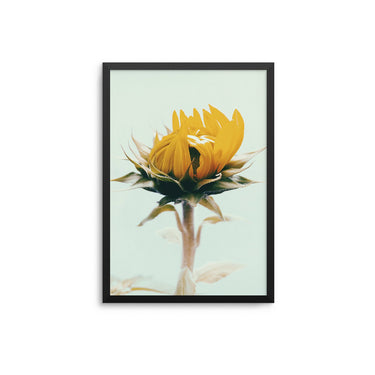 Closed Sunflower - D'Luxe Prints