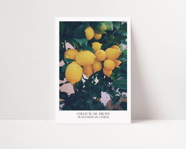 Collecte De Fruits - Lemon - D'Luxe Prints