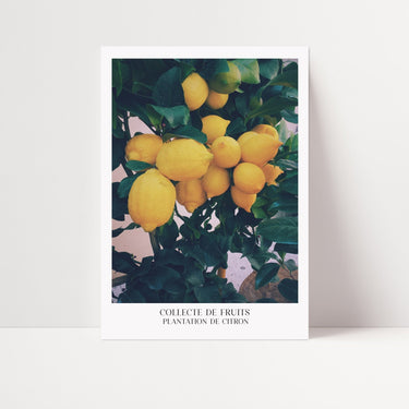 Collecte De Fruits - Lemon - D'Luxe Prints