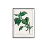 Common Lilac Leaves - D'Luxe Prints