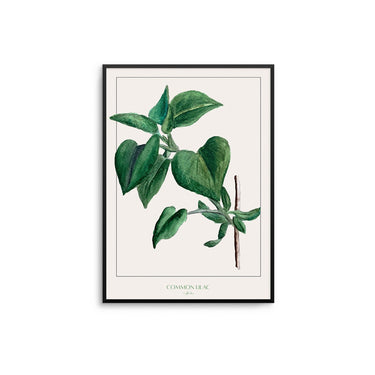 Common Lilac Leaves - D'Luxe Prints