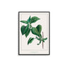 Common Lilac Leaves - D'Luxe Prints
