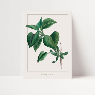 Common Lilac Leaves - D'Luxe Prints