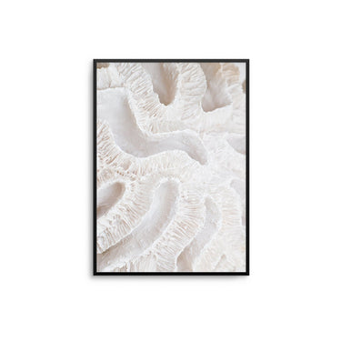 Coral - D'Luxe Prints