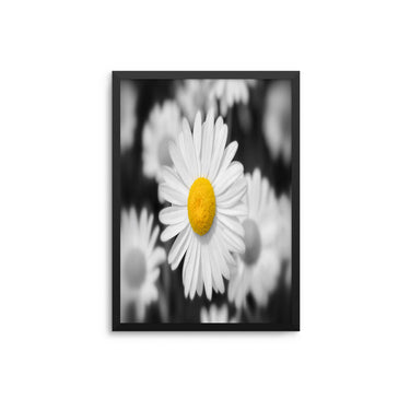 Daisy Flower - D'Luxe Prints