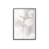 Dried Lunaria - D'Luxe Prints