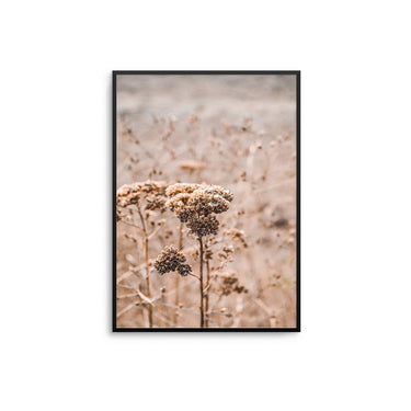 Dried Reeds - D'Luxe Prints